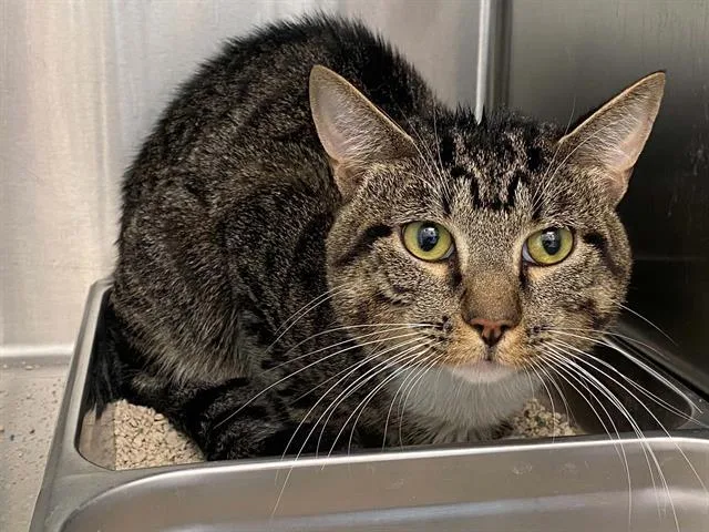 A young large-sized male Domestic Short Hair cat named Tuna for adoption in Tustin, CA