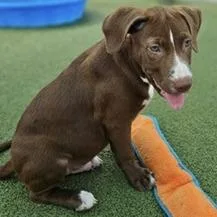 A baby medium-sized male Terrier dog named Dipsy for adoption in Tampa, FL
