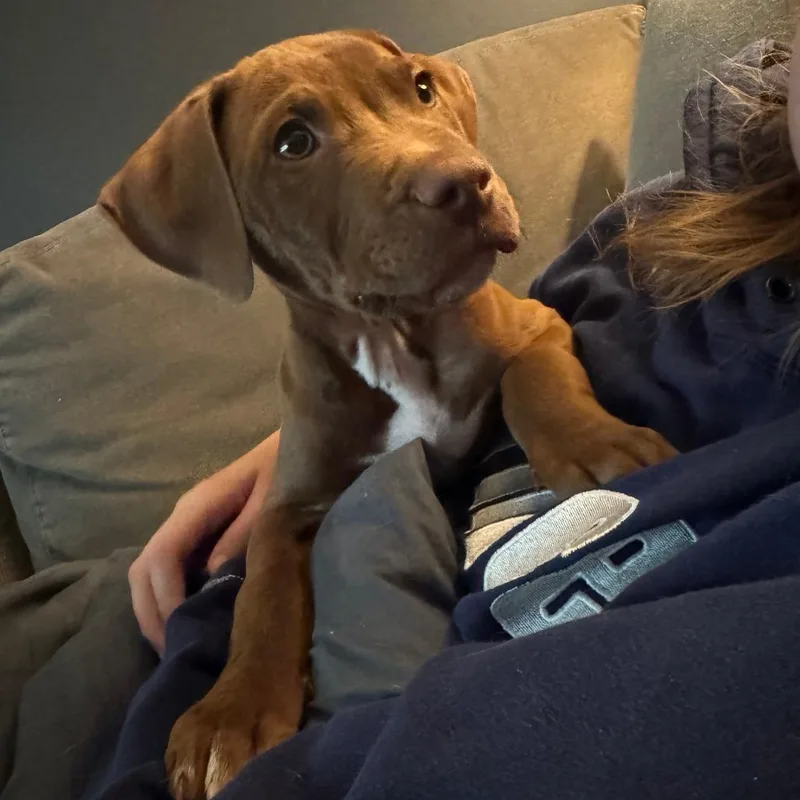 Hank D thumbnail 4