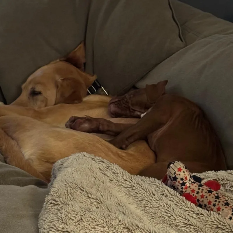 Hank D thumbnail 6