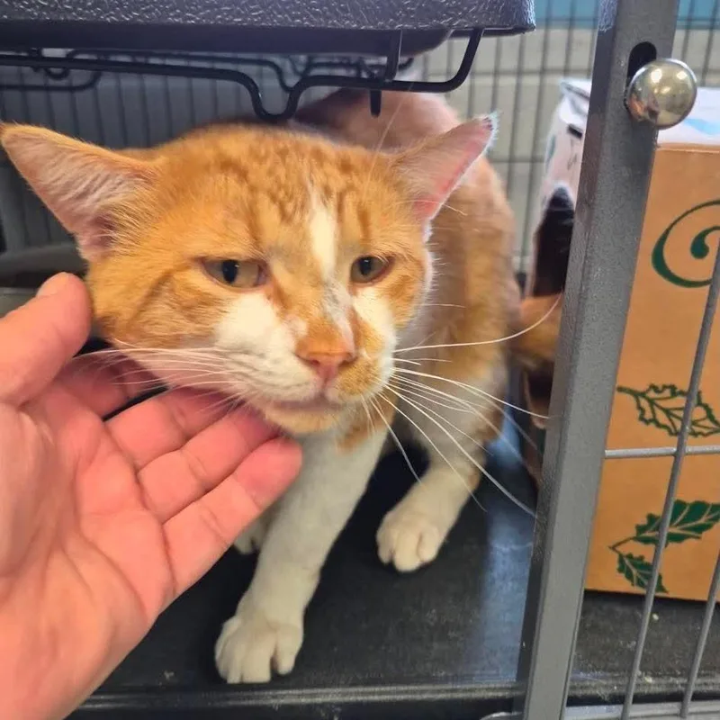 An adult medium-sized male Orange / Red Domestic Short Hair cat named Alastor for adoption in Edwardsville, IL
