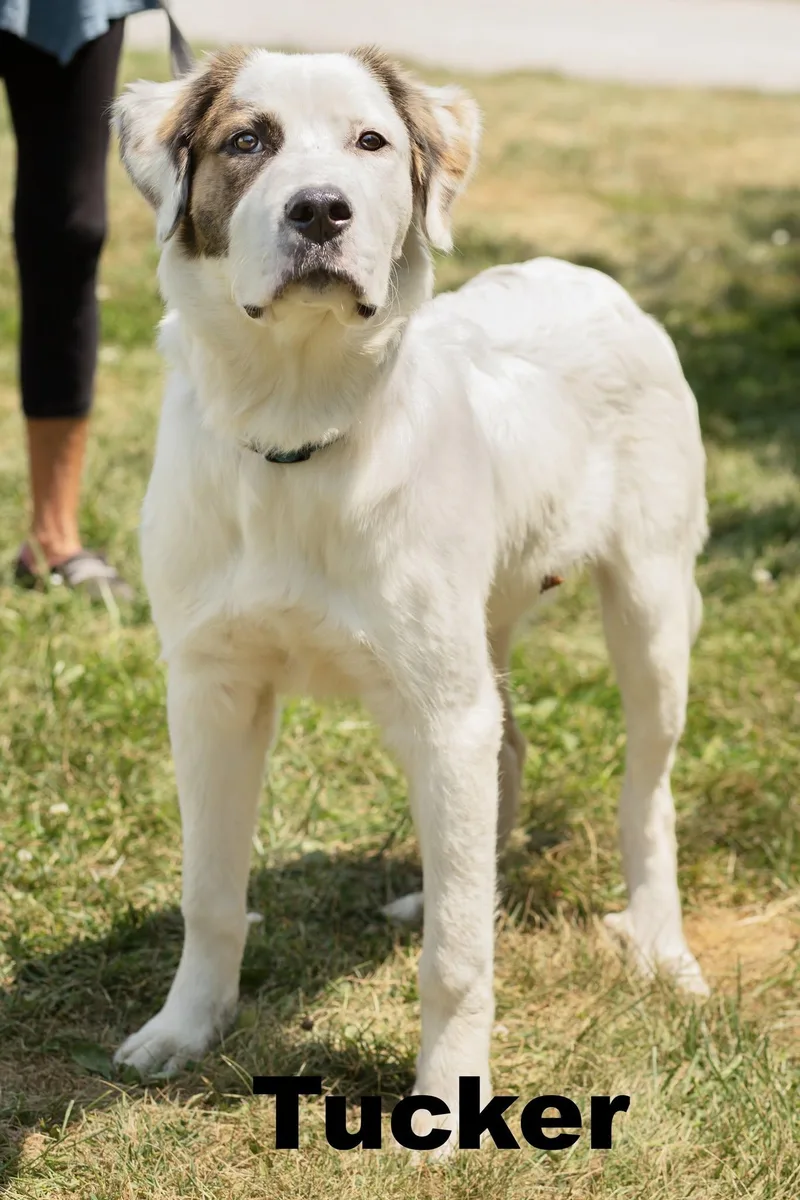 Tucker