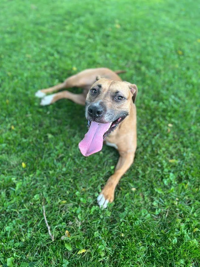 An adult medium-sized female Rhodesian Ridgeback dog named Jazz for adoption in Yonkers, NY