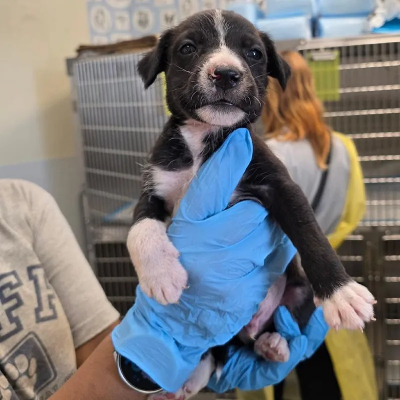 A baby small-sized male Black Pit Bull Terrier dog named Lightning Mcqueen for adoption in Austin, TX