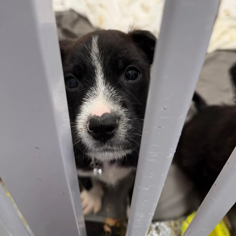 Lightning Mcqueen thumbnail 2