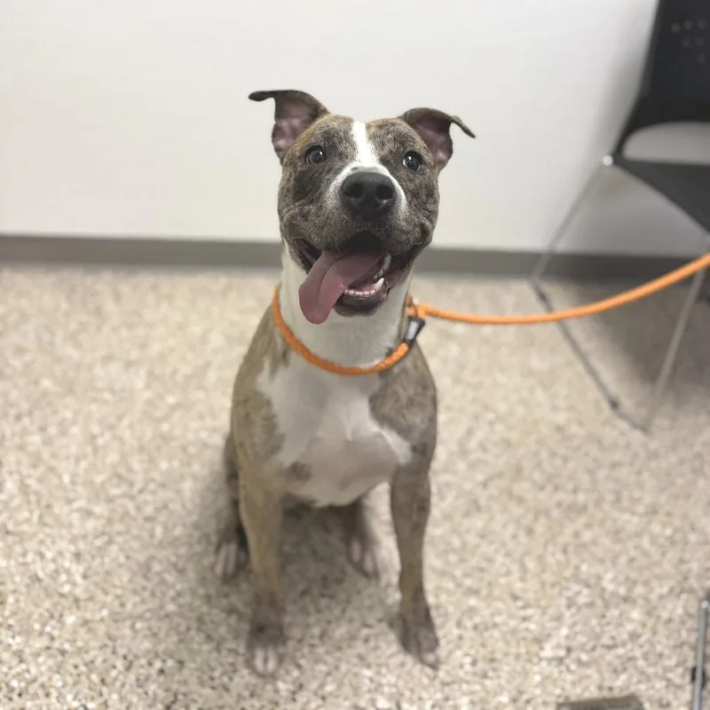 An adult large-sized female Brown / Chocolate Catahoula Leopard Dog dog named Dog for adoption in Bullhead City, AZ