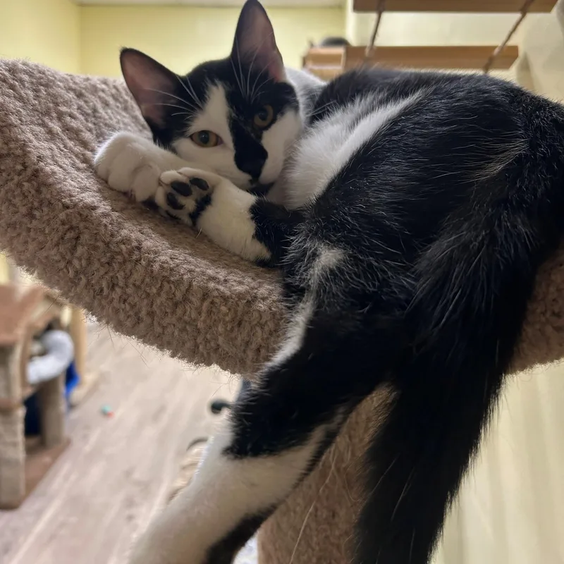 A young medium-sized male Black & White / Tuxedo Domestic Short Hair cat named Bugsy for adoption in Margate, FL