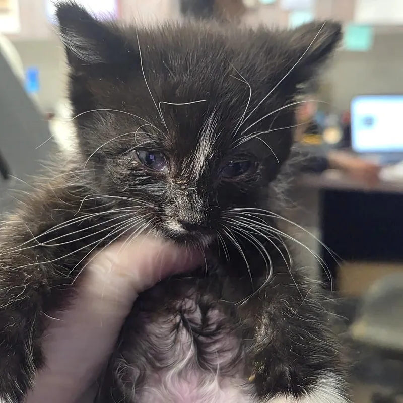A baby small-sized male Black Domestic Short Hair cat named Tom for adoption in Newark, NJ