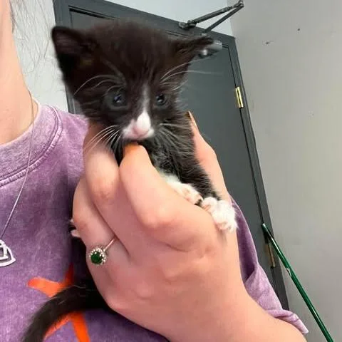 A baby small-sized male Domestic Short Hair cat named Peridot for adoption in Edwardsville, IL