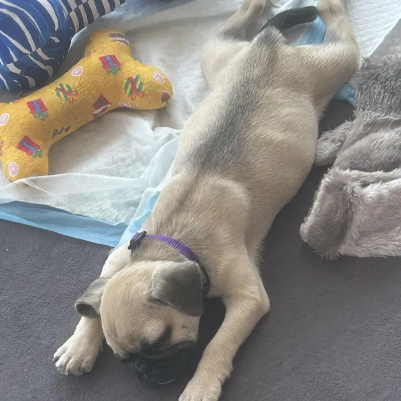 A baby small-sized female Yellow / Tan / Blond / Fawn Pug dog named Emma for adoption in Union Grove, WI