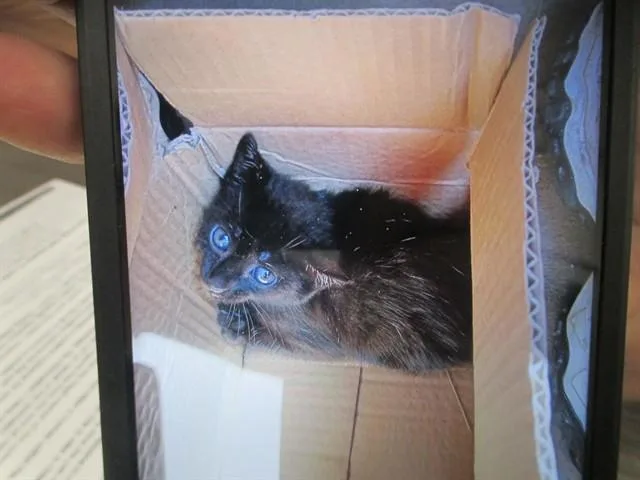 A baby small-sized female Domestic Short Hair cat named Artemis for adoption in Ocala, FL