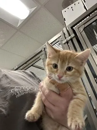 A baby medium-sized female Domestic Short Hair cat named Princess Peach for adoption in West Chester, PA