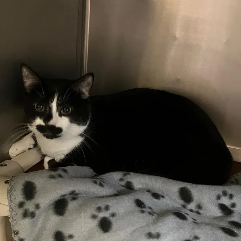 An adult medium-sized male Black & White / Tuxedo Domestic Short Hair cat named Astaire In Prison Program for adoption in Honesdale, PA
