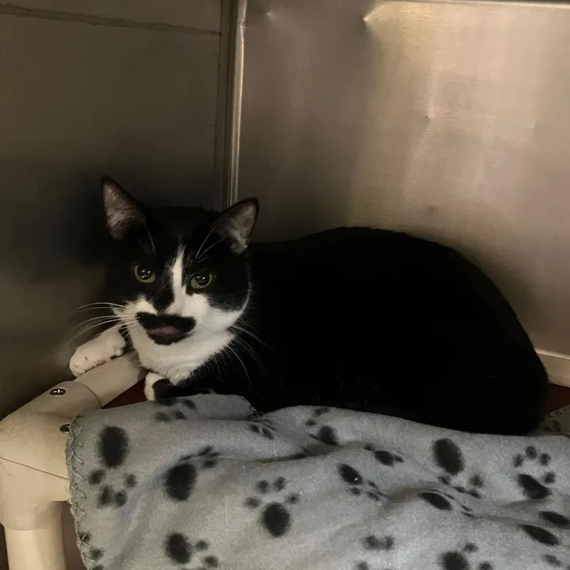 Astaire In Prison Program thumbnail 2