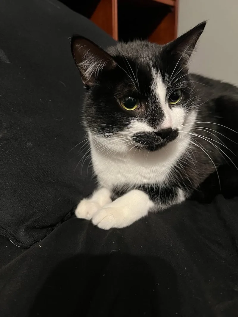 Astaire In Prison Program thumbnail 3