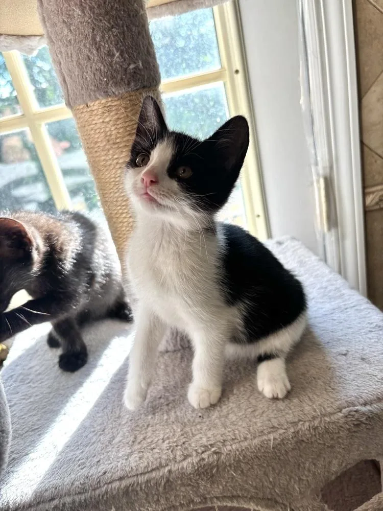 A baby small-sized female Black & White / Tuxedo Domestic Short Hair cat named Adria for adoption in Patchogue, NY