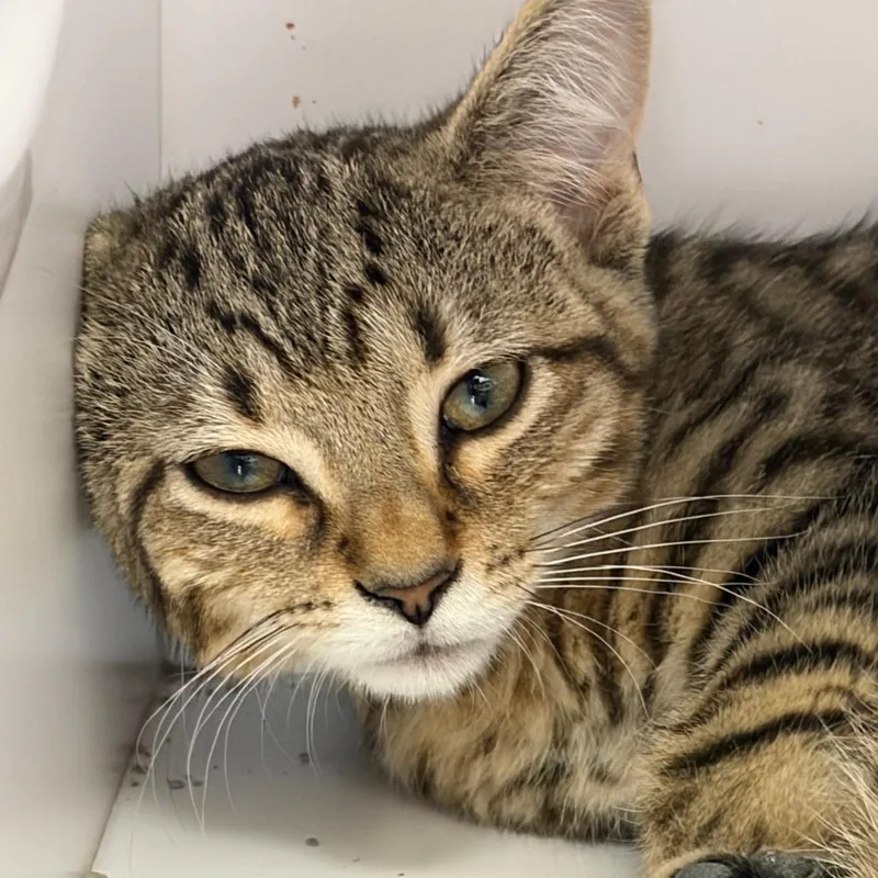A baby small-sized male Buff / Tan / Fawn Domestic Short Hair cat named Orville for adoption in Dayton, OH