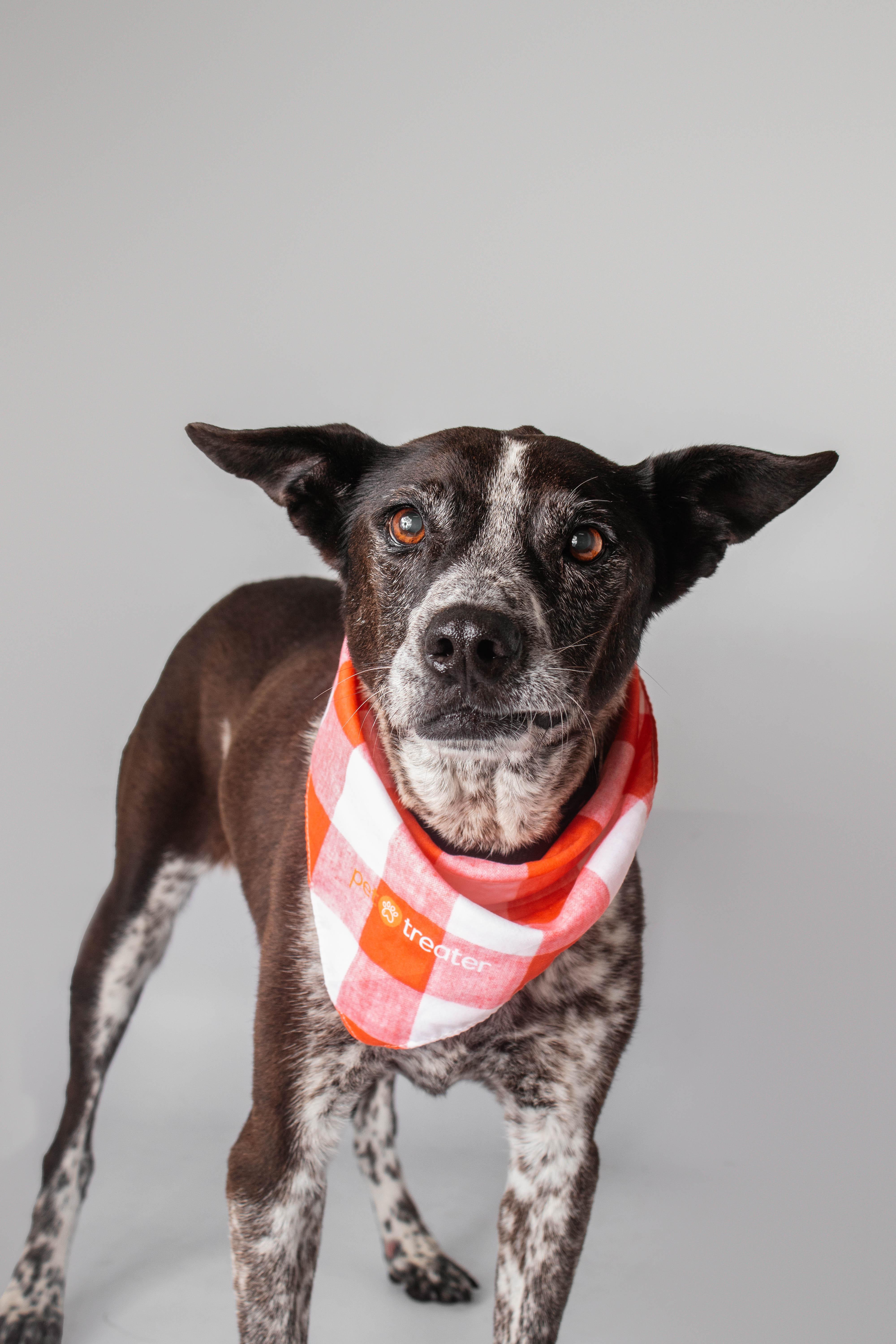 A senior medium-sized female Australian Cattle Dog / Blue Heeler dog named Dixie Rose for adoption in Plaquemine, LA