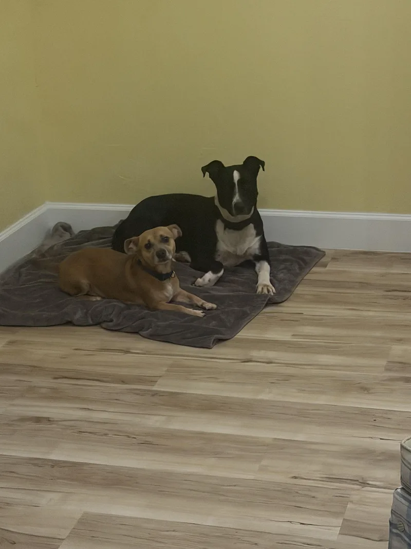 An adult small-sized male Dachshund dog named Gracie and Wilson for adoption in Bonita Springs, FL
