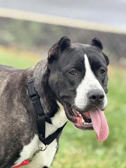 An adult large-sized female Mixed Breed dog named London for adoption in West Chester, PA