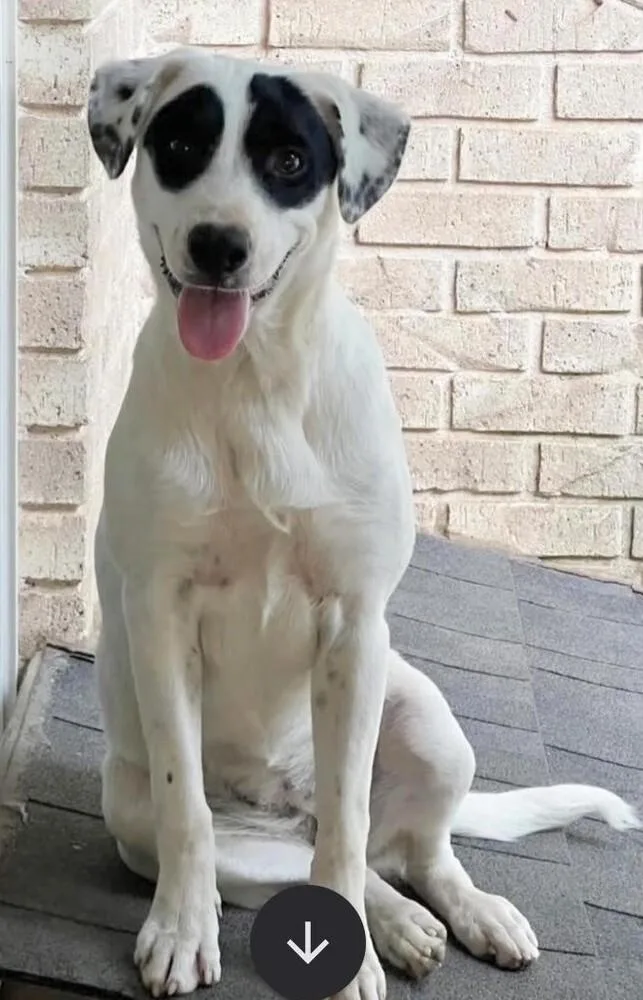 A young medium-sized male Tricolor (Brown, Black, & White) Pointer dog named Panda for adoption in Dallas, TX
