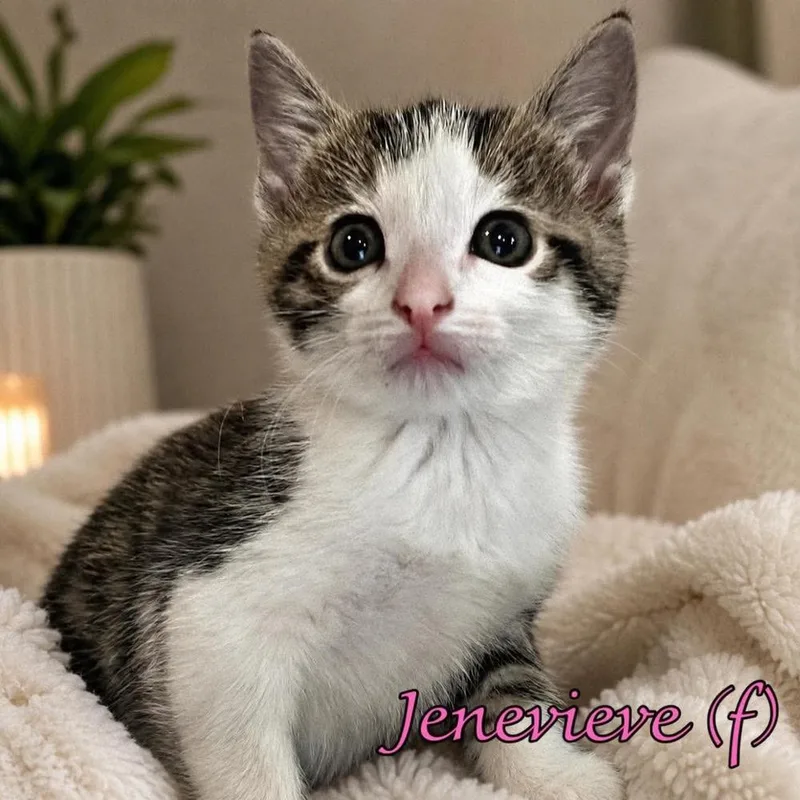 Jenevieve