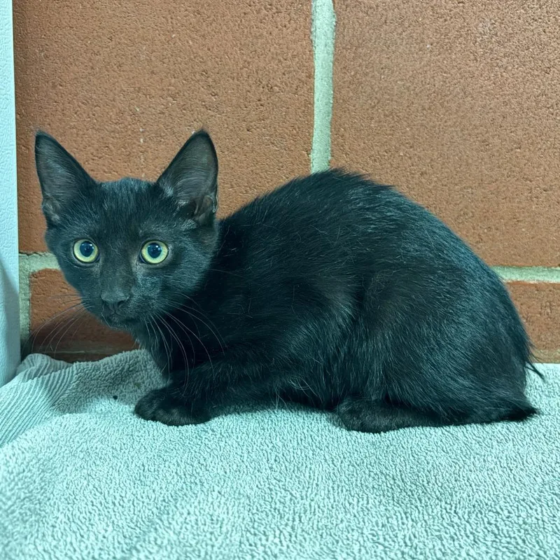 A baby small-sized male Black Domestic Short Hair cat named Montauk for adoption in Cabot, AR