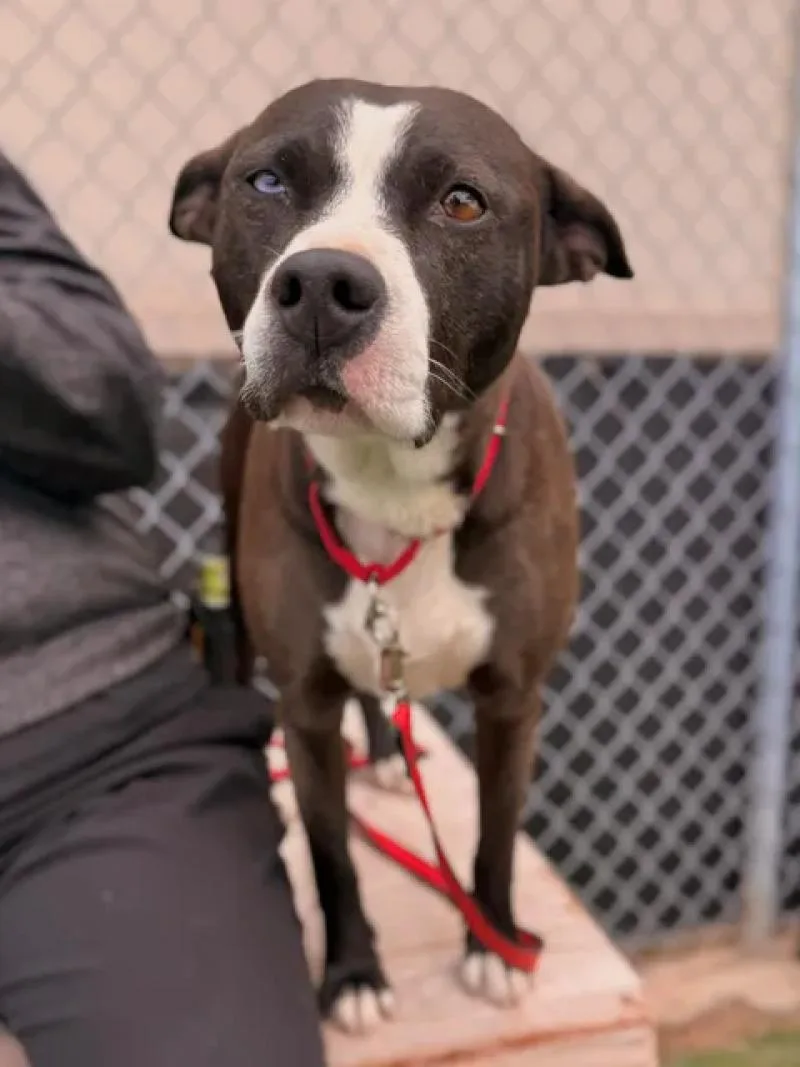 An adult medium-sized female Black Pit Bull Terrier dog named Gretel for adoption in Fruit Heights, UT
