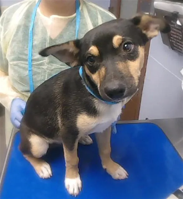 A baby large-sized male Pit Bull Terrier dog named Peter Pan for adoption in Phoenix, AZ