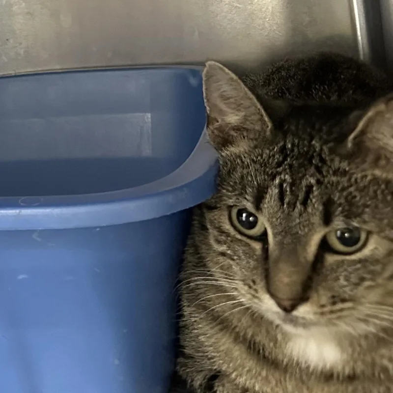 An adult small-sized female Domestic Short Hair cat named Jubilee for adoption in Corbin, KY