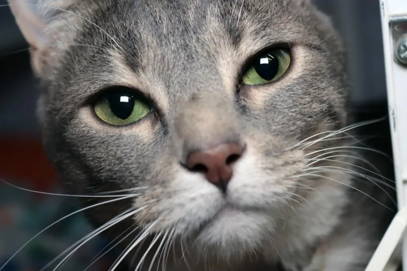 A young large-sized female Gray / Blue / Silver Domestic Short Hair cat named Holly for adoption in Vancouver, WA