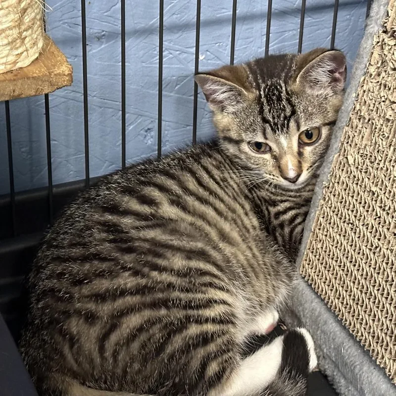 A baby small-sized male Brown / Chocolate Domestic Short Hair cat named Louie for adoption in Opelika, AL