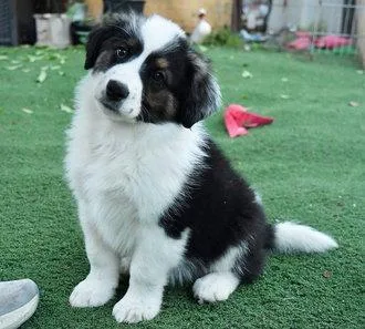 A baby small-sized male Border Collie dog named Samson D for adoption in Fremont, CA