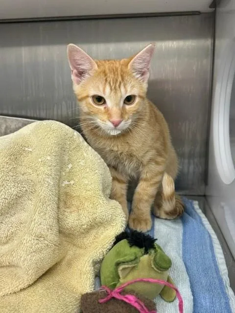 A baby small-sized male Domestic Short Hair cat named Chester for adoption in Naples, FL