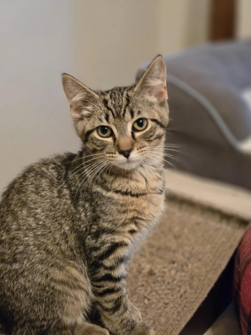 A baby small-sized male Domestic Short Hair cat named Quake for adoption in Bethel Park, PA