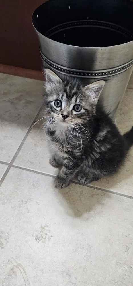 A baby small-sized female Black & White / Tuxedo Domestic Long Hair cat named Babette for adoption in Powder Springs, GA