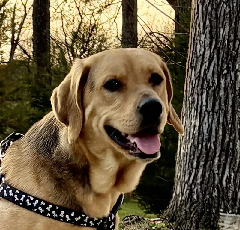 Sadie Lou thumbnail 2