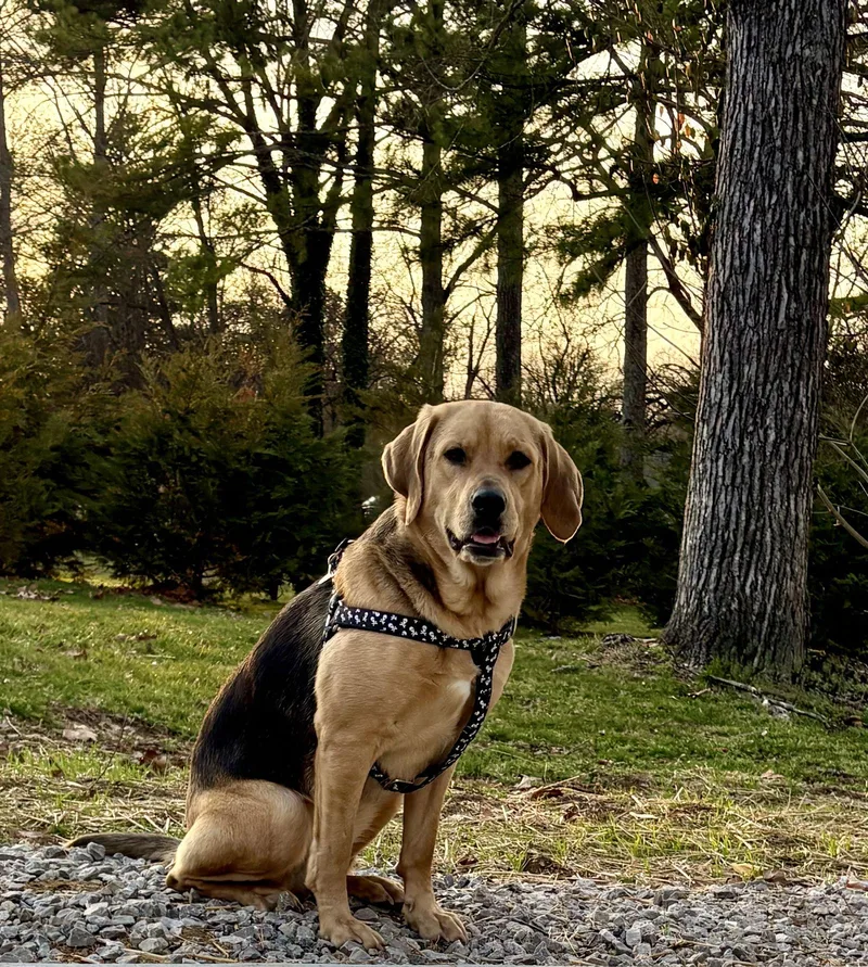 Sadie Lou thumbnail 3