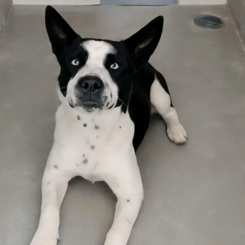 Archie