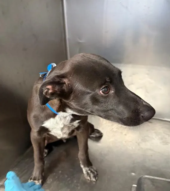 A baby small-sized male Shepherd dog named Macchiato for adoption in Riverside, CA