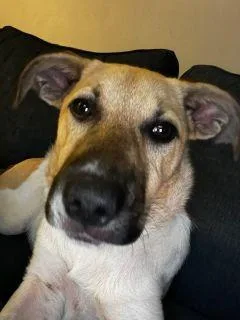 A young medium-sized female Golden Mixed Breed dog named Addie for adoption in Schaumburg, IL