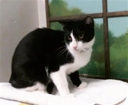 A young medium-sized female Domestic Short Hair cat named Seraphina for adoption in Houston, TX
