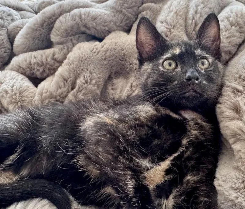 A baby medium-sized female Domestic Short Hair cat named Opal for adoption in Herndon, VA
