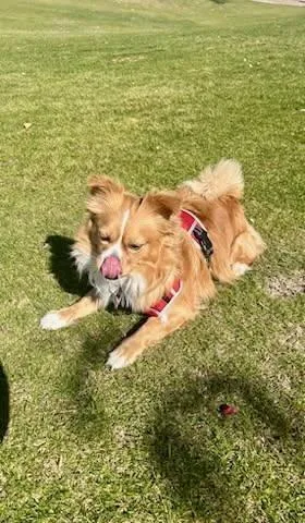 An adult small-sized male Pomeranian dog named Dipper for adoption in Mesa, AZ