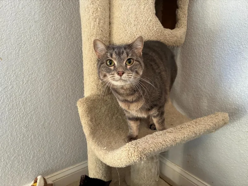An adult medium-sized female Domestic Short Hair cat named Dandelion for adoption in Richland Hills, TX