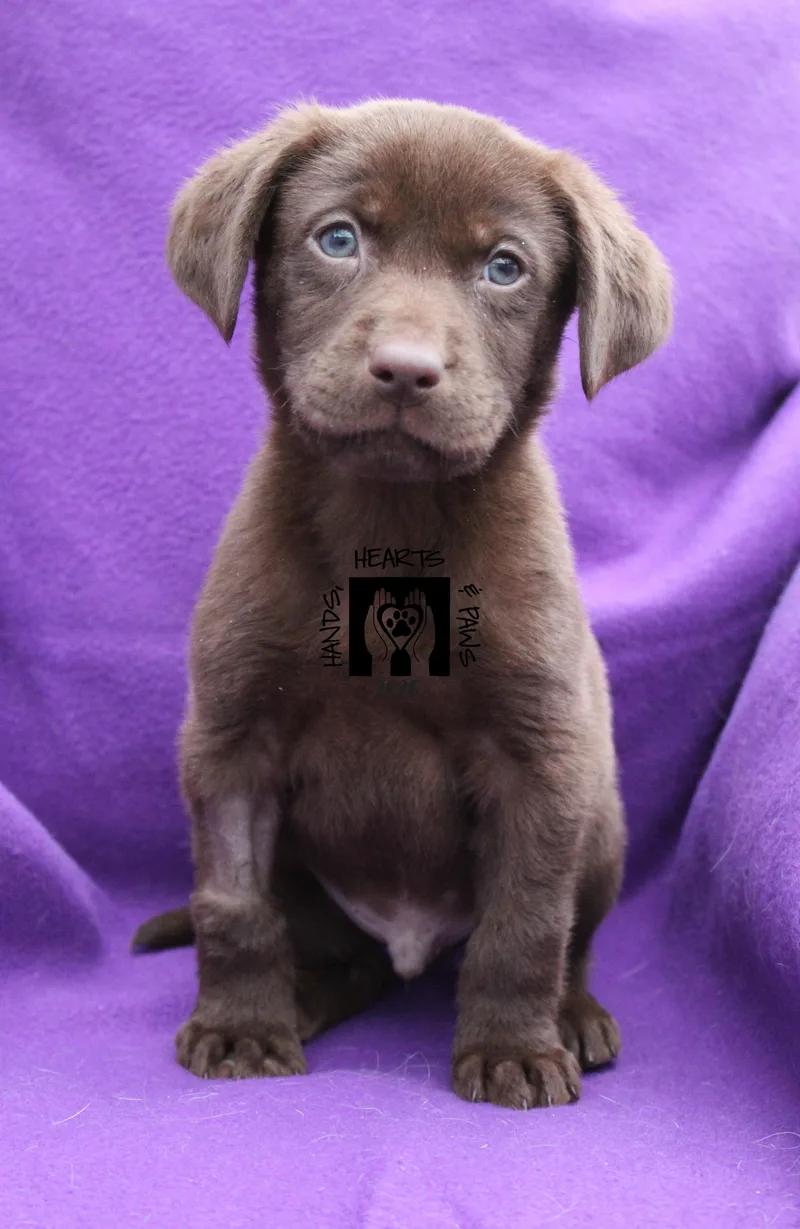 Brown Sugar Medical Hold