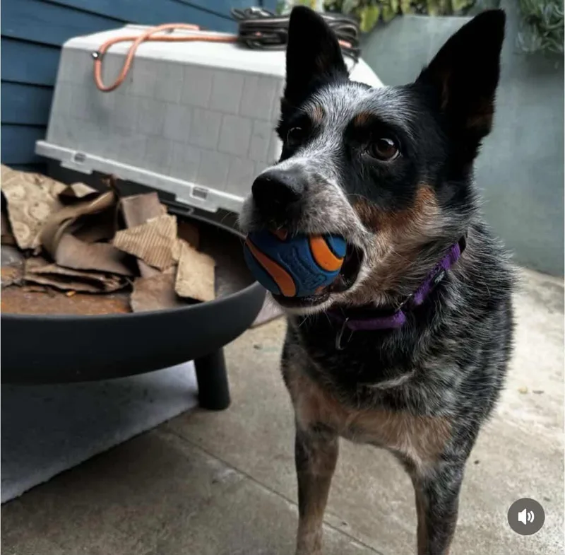A young medium-sized male Merle (Blue) Australian Cattle Dog / Blue Heeler dog named Ollie for adoption in Los Angeles, CA