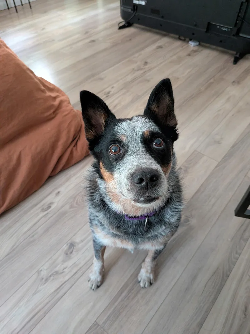 Ollie thumbnail 3