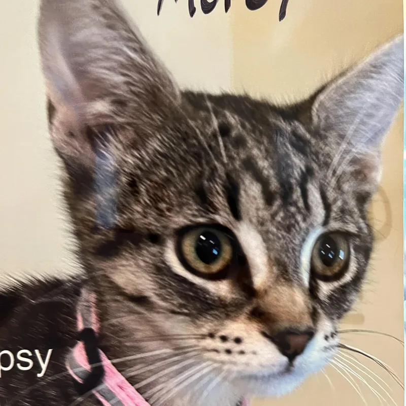 A baby small-sized female Tabby (Brown / Chocolate) Domestic Short Hair cat named Mopsy for adoption in Wells, ME