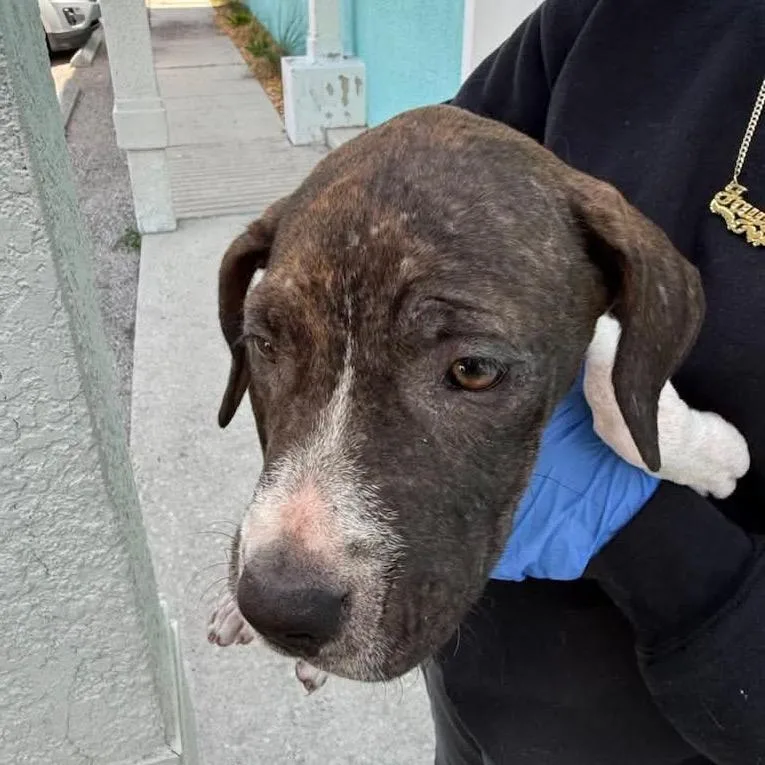 A baby small-sized female Brown / Chocolate Pit Bull Terrier dog named Smoke for adoption in Tampa, FL